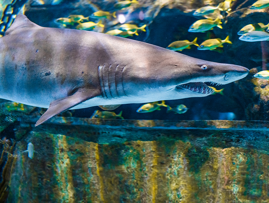 Ripley's Aquarium of the Smokies